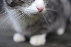 爱游戏官网-当爵士奏响战术序曲，英超争冠焦点战的战术博弈启示录