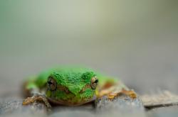 爱游戏tv-速度与肌肉的协奏曲，武切维奇的引擎如何驱动年度争冠之战