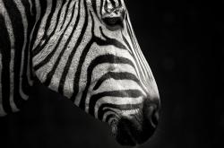 爱游戏娱乐-一人凿穿钢铁防线！小贾伦独舞撕裂骑士，开拓者轻取劲敌展现深度碾压