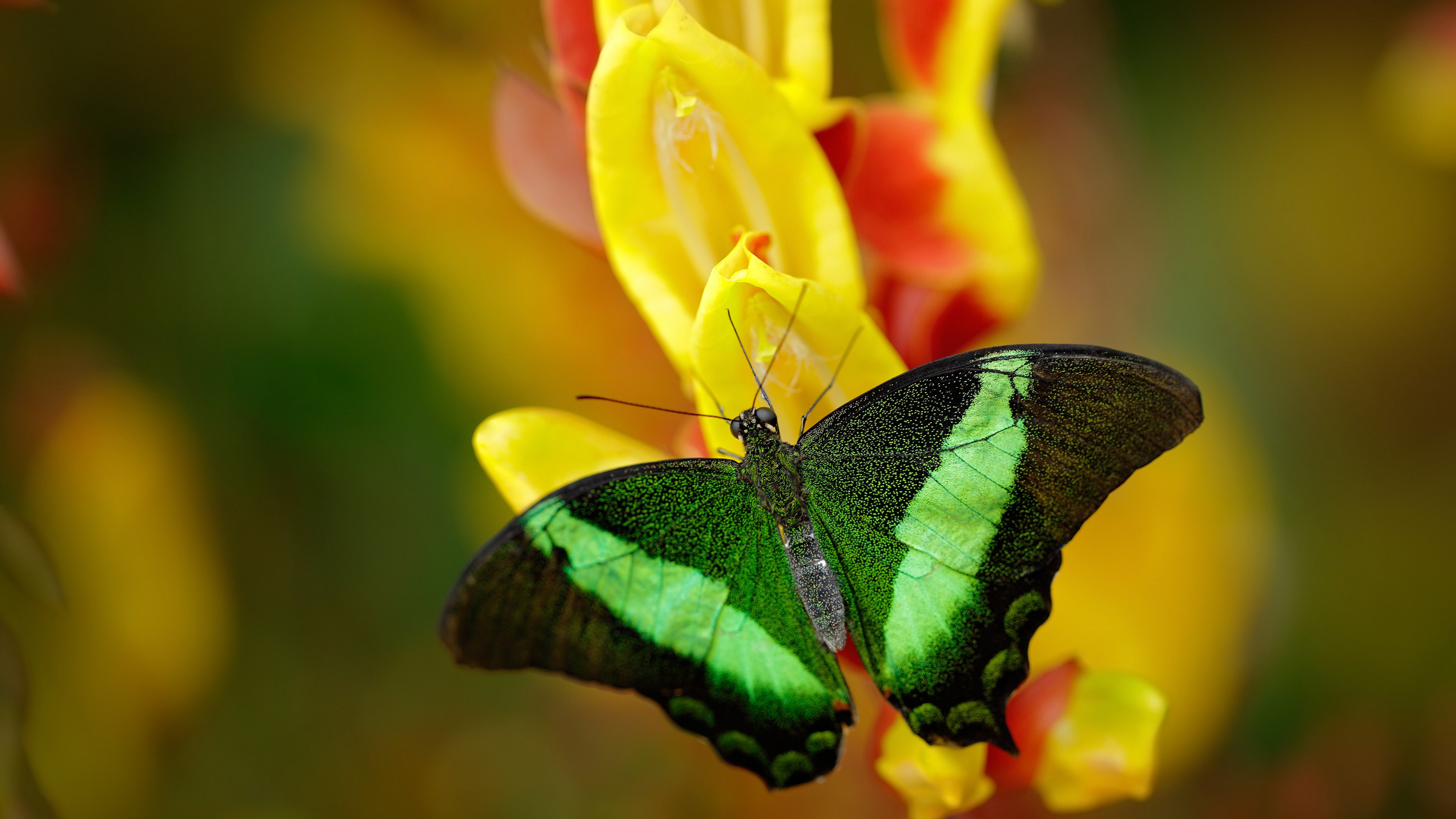 武切维奇绝命补篮定乾坤，黄蜂险胜马刺晋级之路见曙光