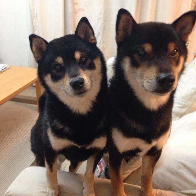 NBA赛场，76人一波带走骑士，东契奇节奏完全掌控