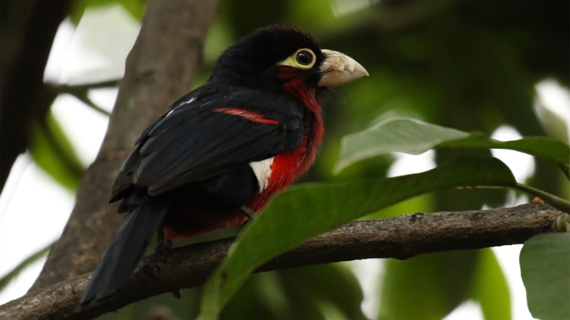 逆袭之血，从爱尔兰烽火到NBA总决赛的终极接管