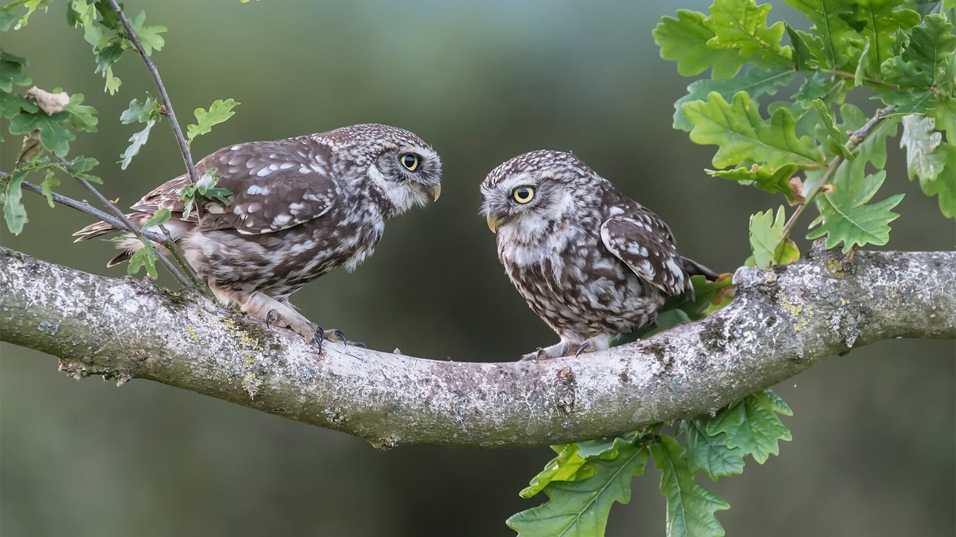 英超争冠之夜，小贾伦奏响命运交响曲