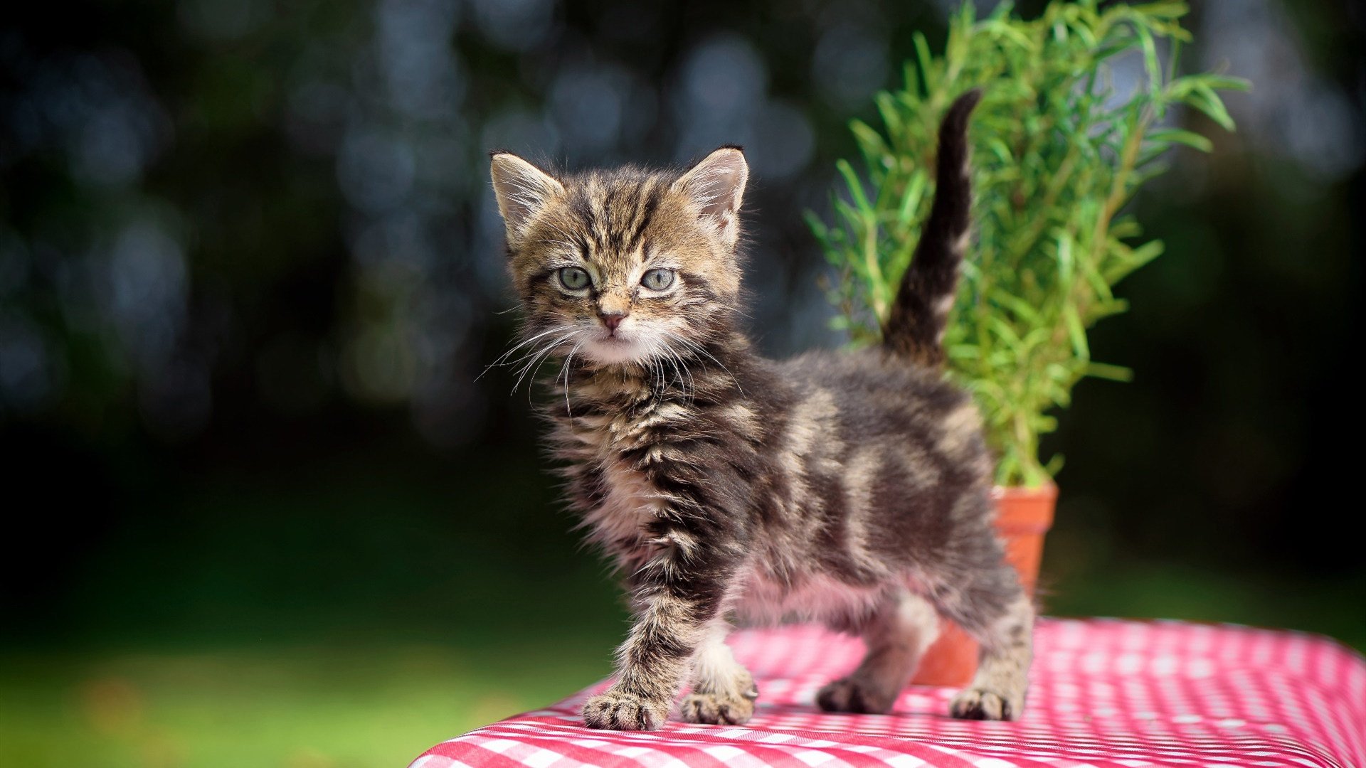 利拉德一人击穿防线！雄鹿全面压制轻松击溃老鹰