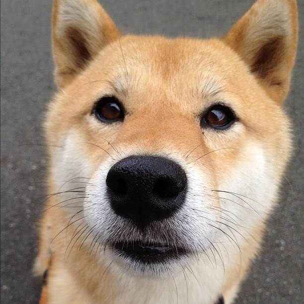 加维对手完全无解，拉齐奥力克克罗地亚—欧战中的青春风暴与战术涅槃