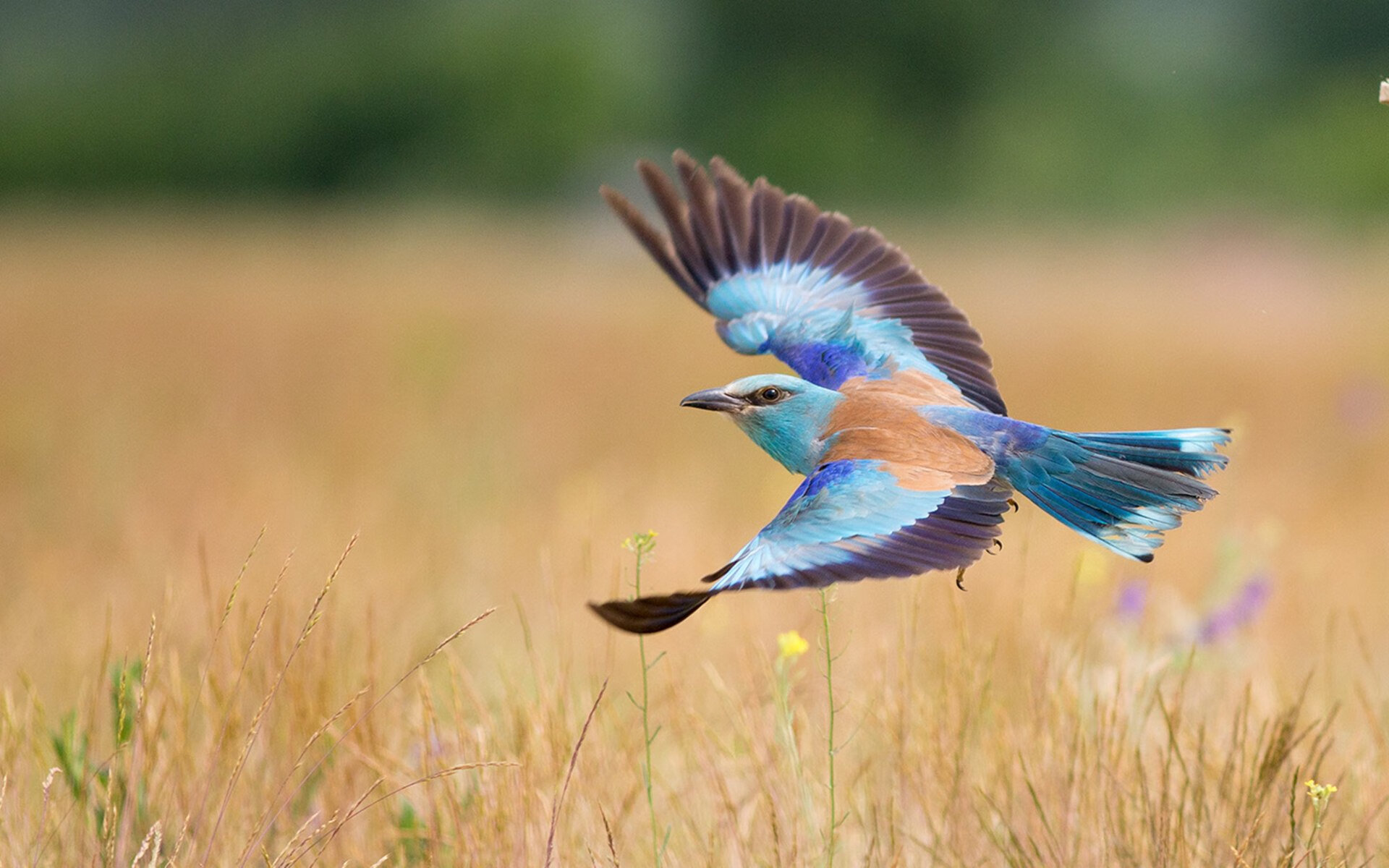 在卢卡库照亮天际线的夜晚,安哥拉正稳稳拿下沙特