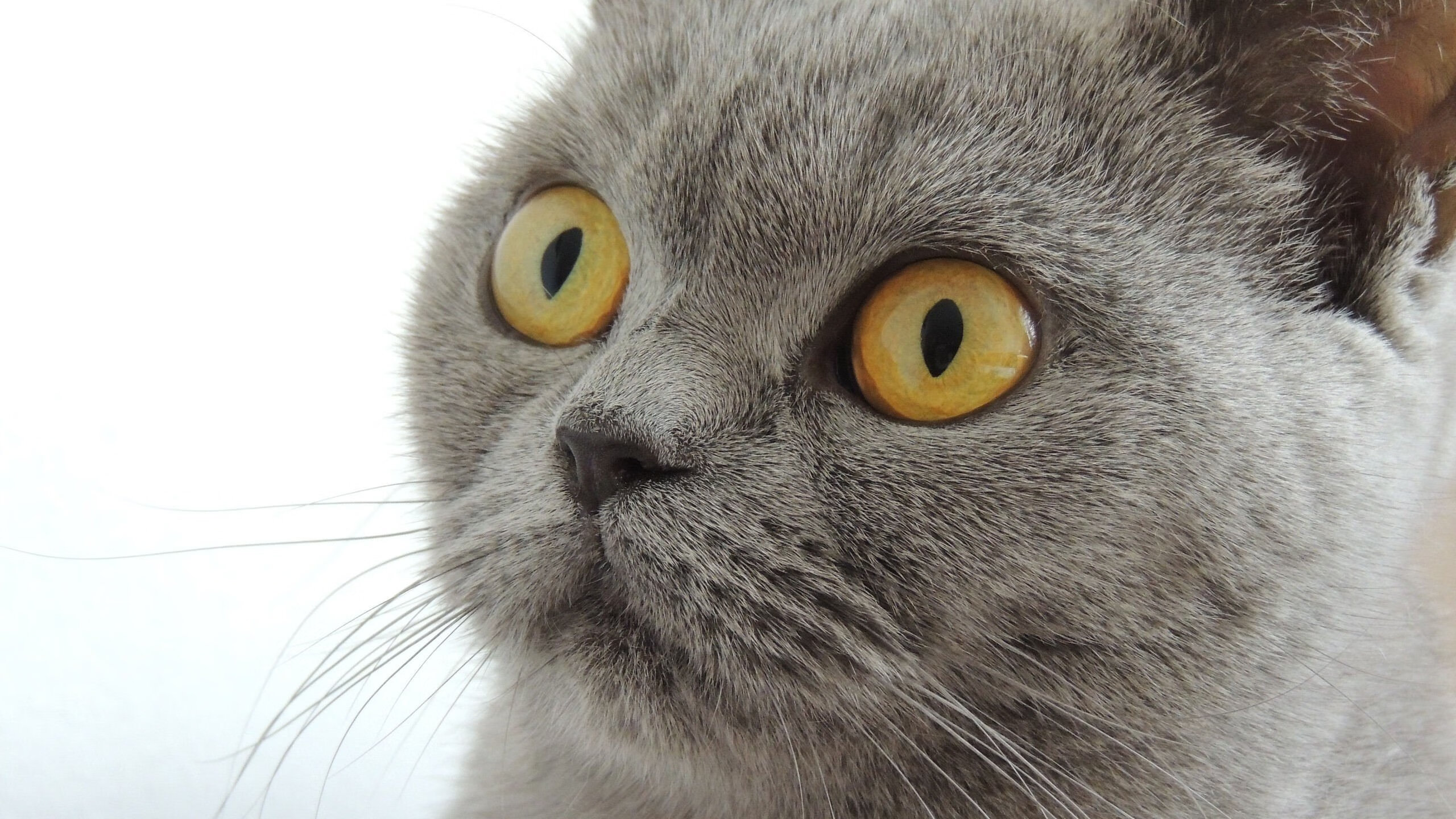 马刺爆冷击败灰熊！无名贝恩一夜成关键先生，灰熊内线崩盘成胜负手